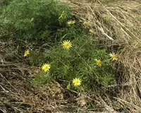 Adonis villosa
