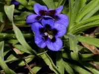 Aptosimum lineare