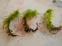 sphagnum (Sphagnum fimbriatum) plant