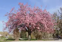 Japanese flowering cherry (Prunus serrulata) plant