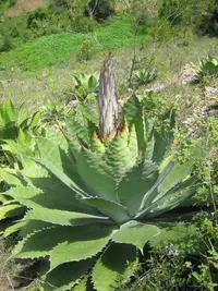 Agave cupreata