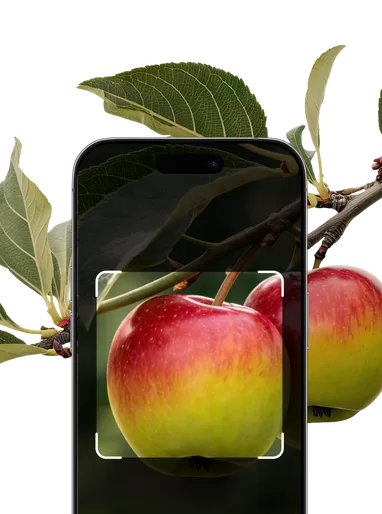 Fruit Identification – Hero Mobile