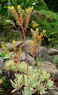sealettuce