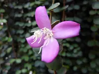 Medinilla sedifolia (Medinilla sedifolia) plant