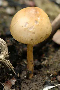 Common Fieldcap