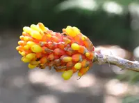 Aechmea comata (Aechmea comata) plant