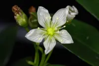 Dionaea muscipula