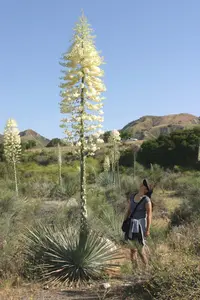 chaparral yucca