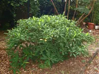 Oriental paperbush (Edgeworthia chrysantha) plant