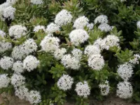 Coppertone Stonecrop