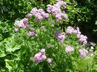 Alps yarrow