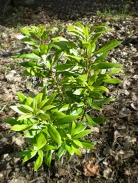 California bayberry (Myrica californica) plant