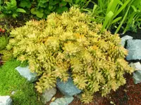 Coppertone Stonecrop
