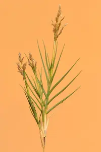 Coastal Cat´s-foot-grass