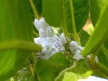 Mealybugs