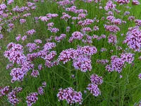 Purpletop vervain