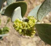 jojoba