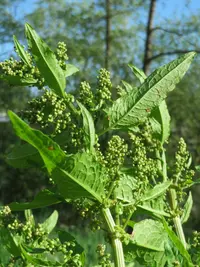 Broad-leaved Dock (Rumex obtusifolius) plant