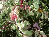Snow bush