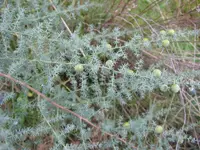 Spiny Asparagus