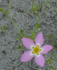 rose of Plymouth (Sabatia stellaris) plant