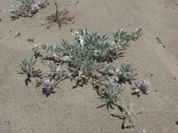 Tidestrom's lupine (Lupinus tidestromii) plant
