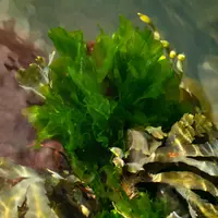 Sea lettuce