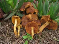Cortinarius malicorius (Cortinarius malicorius) plant
