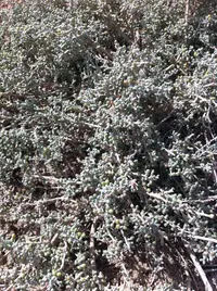 Zygophyllum album (Zygophyllum album) plant