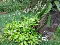 Basket plant