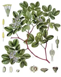 lignum-vitae (Guaiacum officinale) plant