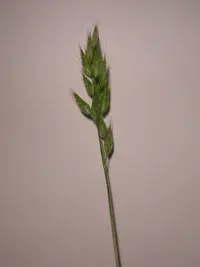 Meadow Brome
