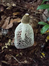 Bridal veil stinkhorn