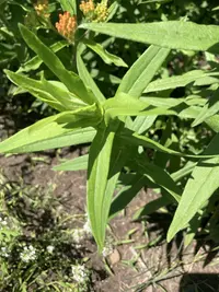Butterfly weed photo by a Botan App user
