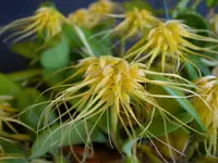 Bulbophyllum vaginatum