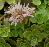 Caucasian stonecrop (Phedimus spurius) plant