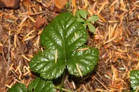 snow raspberry (Rubus nivalis) plant