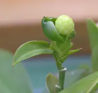 Chinese Pothos