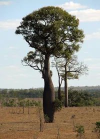 Queensland bottle tree (Brachychiton rupestris) plant
