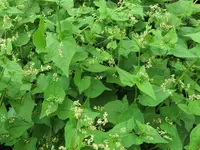 green buckwheat