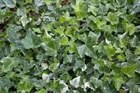 English Ivy