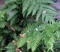 giant chainfern (Woodwardia fimbriata) plant