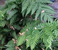 giant chainfern (Woodwardia fimbriata) plant