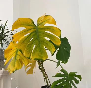 Yellowing Leaves