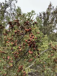 Pinchot's juniper