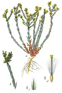 little cottonrose (Logfia minima) plant