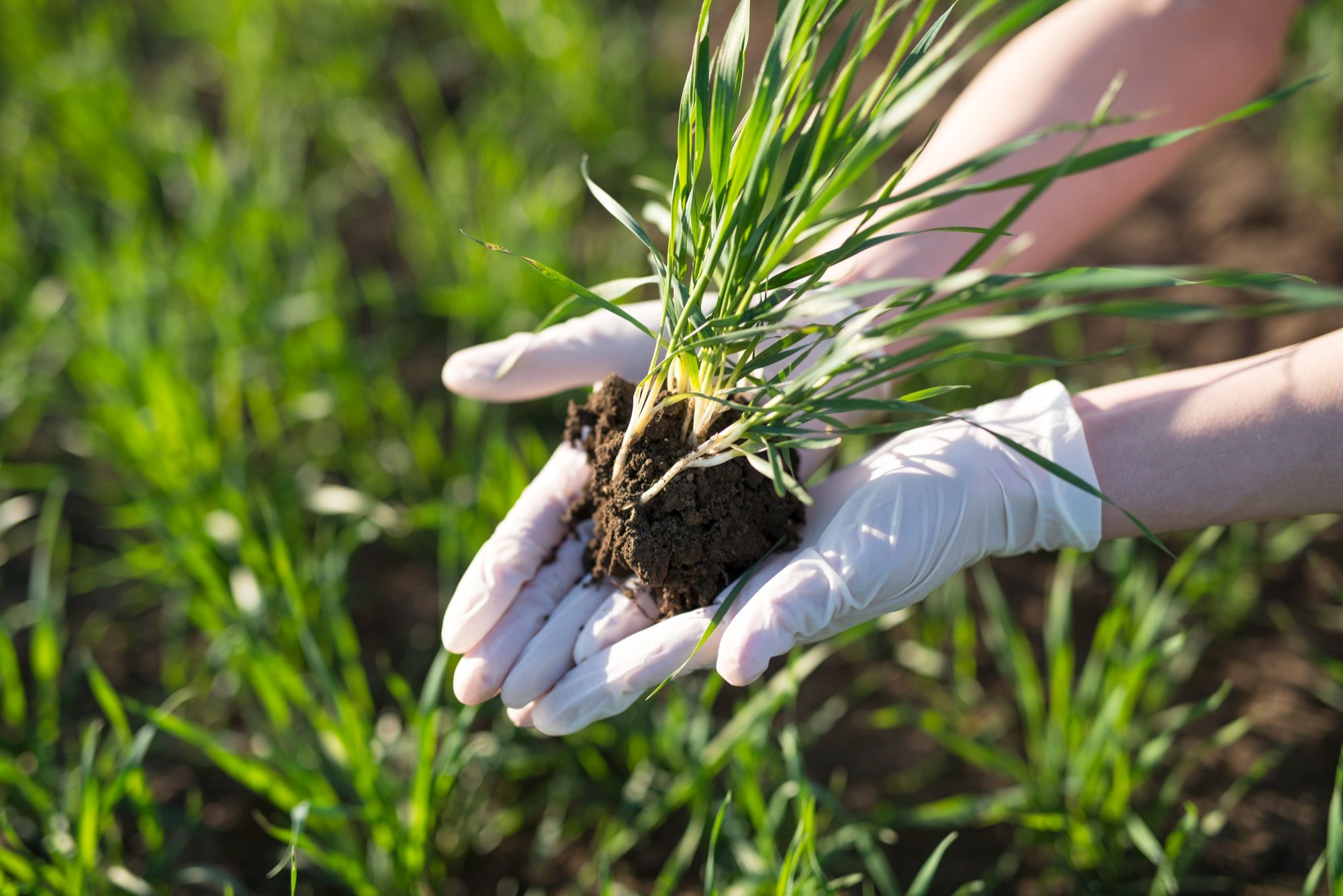 Apply Summer Fertilizer