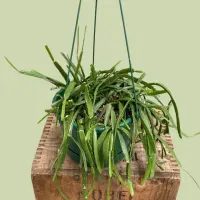Rhipsalis paradoxa in the basket