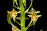 Florida adder's-mouth orchid (Malaxis spicata) plant