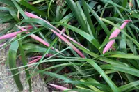 Billbergia nutans